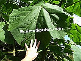 Paulownia - (adalah pokok) Paulownia - daun