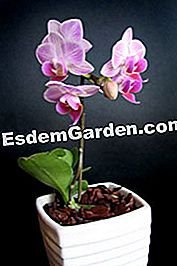 Phalaenopsis orchidea edényben