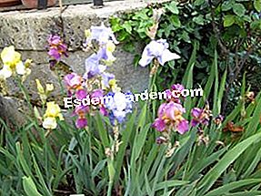 Plantación de Iris: flores