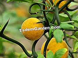 Poncirus trifoliata - trifoliata Poncirus vaisiai