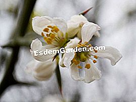 Poncirus trifoliata - labai Kvapnios Poncirus gėlės