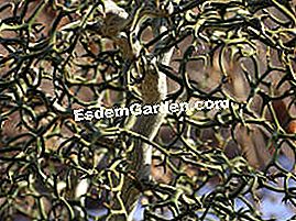 Poncirus trifoliata - labai 'Skraidantis drakonas'