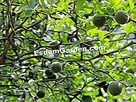 Poncirus trifoliata - Poncirus trifoliata Poncirus trifoliata