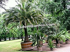 Palma palmetik: pilihan dan petua yang semakin meningkat