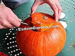 Sediakan labu Halloween - (yang) Decal labu itu