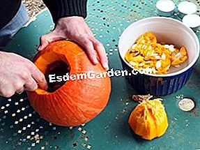 Sediakan labu Halloween - (Halloween) Kosongkan labu