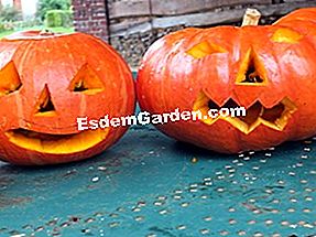 Sediakan labu Halloween - (yang) Labu Halloween dan labu