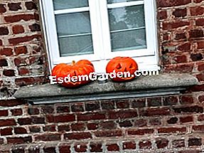 Sediakan labu Halloween - (labu) Labu Halloween dan labu pada ambang tingkap