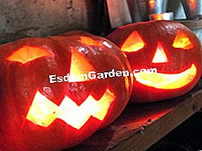 Sediakan labu Halloween - (labu) Labu Halloween yang diterangi
