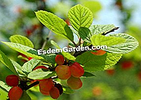 Ragouminier Prunus Tomentosa Penanaman Budidaya 