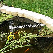 Mengubah kolam taman - (yang) Pemasangan tumbuhan akuatik di dalam poket