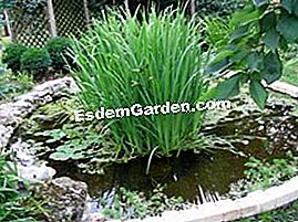 Renoviere einen Gartenteich