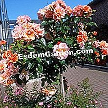 Rosier Aprikola - (mawar) Rosy Rigo 'Aprikola' dari Kordes