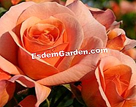 Rosier Aprikola - (Aprikola) Rosy Rigo 'Aprikola' dari Kordes