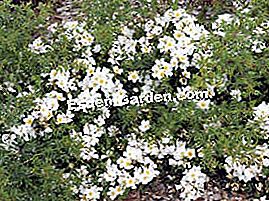Rose 'Rose of the Sun' - (adalah) Rose of the Sun
