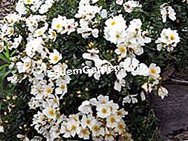 Rose 'Rose of the Sun' - (adalah) Rose matahari