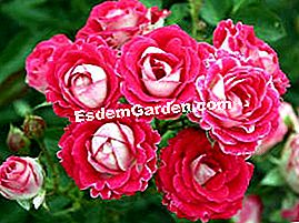 Rose 'Rose of the Sun' - (dengan) Anne Roumanoff