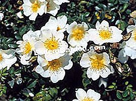 Rose 'Rose of the Sun' - (rose) Rose of the Sun ®