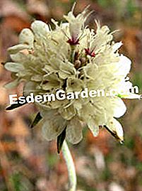 Scabios - (scabios) Scabiosa ochroleuca