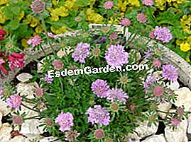 Scabios - (yang) Scabiosa columbaria