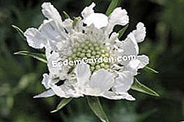 Scabios - (atau) Scabiosa caucasica