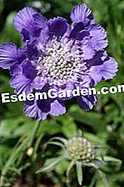 Scabios - (sangat) Scabiosa columbaria