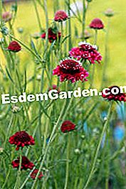 Scabios - (yang) Scabiosa atropurpurea Scarlett