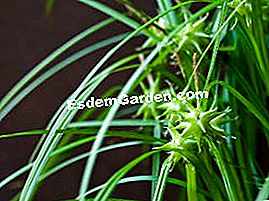 Sedge - (atau) Carex grayi