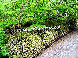 Sedge - (yang) Carex 'Frosted Curls'