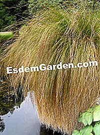 Sedge - (sedge) Carex secta