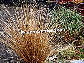 Sedge - (sedge) Carex buchananii 'Red Rooster'