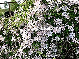 Die Größe der Clematis - (Größe) Clematis montana 'Elisabeth'