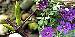 Die Größe der Clematis - (werden) Die Größe der Clematis: werden