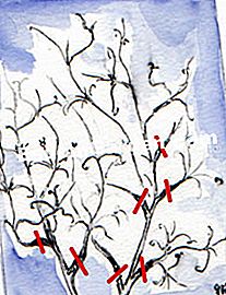 Die Größe der Clematis - (Größe) Einfache Reinigung für Frühjahr blühende Clematis