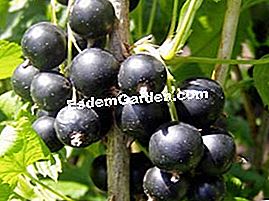 El tamaño de los arbustos de bayas pequeñas - (tamaño) grosella negra