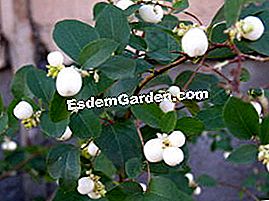 Snowberry - (Symphoricarpos) Symphorin Putih