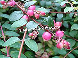 Snowberry - (yang) Pink Symphorin
