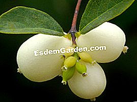 Snowberry - (buah) symphoricarpos albus var laevigatus