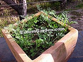 カリフォルニアのケシを蒔く: 庭園に注目します」自然の 、または多年生のベッドの隙間を埋めるために。