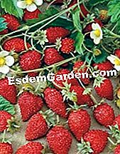 Fragole: le migliori varietà - (migliori) Fragole Regina delle Valli
