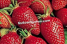 Fragole: le migliori varietà - (sono) Ciflorette