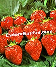 Fragole: le migliori varietà - (migliori) Cigoulette alle fragole