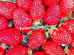 Fragole: le migliori varietà - (migliori) Gariguette alla fragola