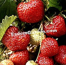 Fragole: le migliori varietà - (varietà ) Strawberry Surprise des Halles