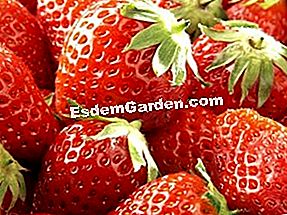 Fragole: le migliori varietà - (sono) Fragole Mara des Bois