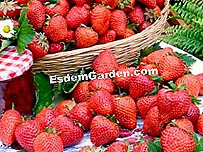 Fragole: le migliori varietà - (migliori) Fraisier Charlotte