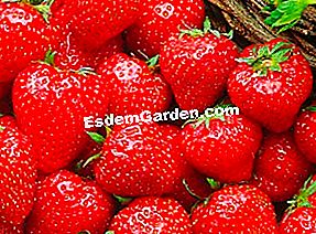 Fragole: le migliori varietà - (sono) Fragole Maestro