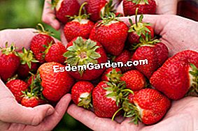 Fragole: le migliori varietà - (migliori) fragole