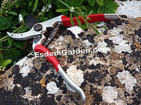 Alat untuk pemangkasan - (pokok) secateurs