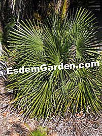 Trachycarpus, palmas que resisten el frío - (palma) Trachycarpus nanus
